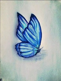 Papillon illuminé